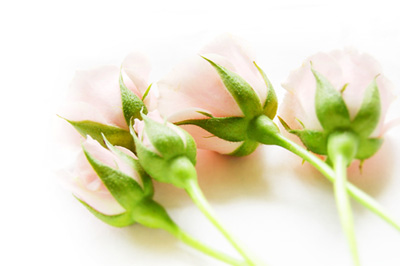 薔薇 薔薇